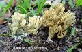 Phaeoclavulina abietina-amf421-1